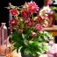 Морозник Red Double фото