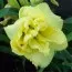 Лілейник Cabbage Flower фото