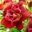 Лілейник Double Red Royal фото