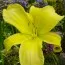 Лілейник Citrina фото