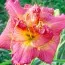 Лілейник Diane Taylor фото