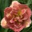 Лілейник Double Pink Peony фото