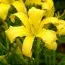 Лілейник Lemon Madeline фото