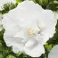 Гібіскус сирійський White Chiffon фото