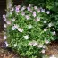 Гібіскус сирійський Lavender Chiffon фото