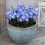 Хіонодокса Blue Giant фото