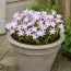 Хіонодокса Forbesii Rosea фото