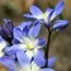 Хіонодокса Luciliae 5/6 фото