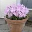 Хіонодокса Rose Queen 5/6 фото