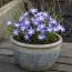 Хіонодокса Violet Beauty 5/6 фото