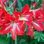 Амариліc Red Fire  фото