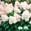 Гортензія Magical Sweet Summer фото