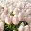 Гортензія Magical Sweet Summer фото