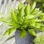 Хоста Ayesha (Аєша) фото