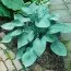 Хоста Blue Stilton фото