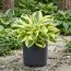 Хоста Brim Cup фото