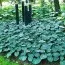 Хоста Buckshaw Blue фото