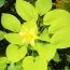 Хоста Miracle Lemony фото