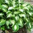 Хоста Undulata Univittata фото