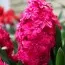 Гіацинт Махровий Holly Hock фото