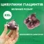 Мікс гіацинтів Perfume фото