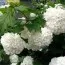 Гортензія Sneeuwbal фото