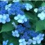 Гортензія Bluebird фото