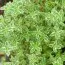 Чебрець Citriodorus Variegata фото