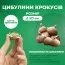 Мікс Крокусів Ukraine фото