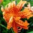 Подарунок! Лілія Flore Pleno фото