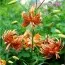 Подарунок! Лілія Flore Pleno фото