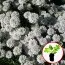 Іберіс Snowflake (розсада) фото