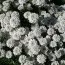 Іберіс Snowflake (розсада) фото