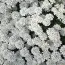 Іберіс Tahoe фото