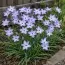 Іфейон Wisley Blue фото