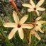 Іксія Paniculata Eos фото
