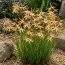 Іксія Paniculata Eos фото