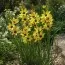 Іксія Yellow Emperor фото