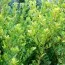 Падуб Green Hedge фото