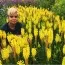 Кніфофія Bees Lemon фото