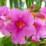 Інкарвілея Delavayi фото