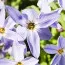 Іфейон Uniflorum фото