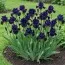 Ірис Adriatic Noble фото