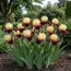 Ірис Argyle Knight фото