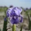 Ірис Pumila Banburry Ruffles фото