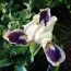 Ірис Black Cherry Delight фото