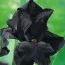 Ірис Black Night фото