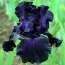 Ірис Black Tie Affair фото