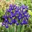 Ірис Hollandica Blue Magic фото