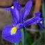 Ірис Hollandica Blue Magic фото
